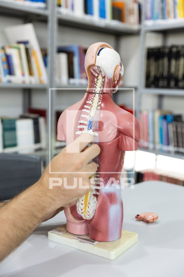Aula de anatomia humana - modelo anatômico humano com destaque para a coluna vertebral e sistema nervoso