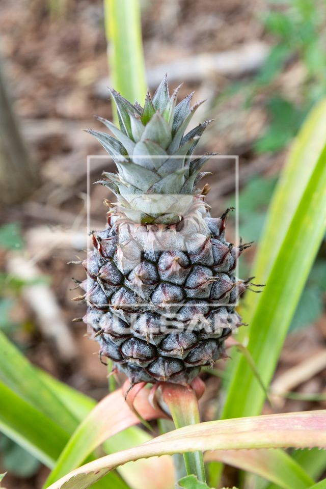 Abacaxizeiro com fruto em desenvolvimento