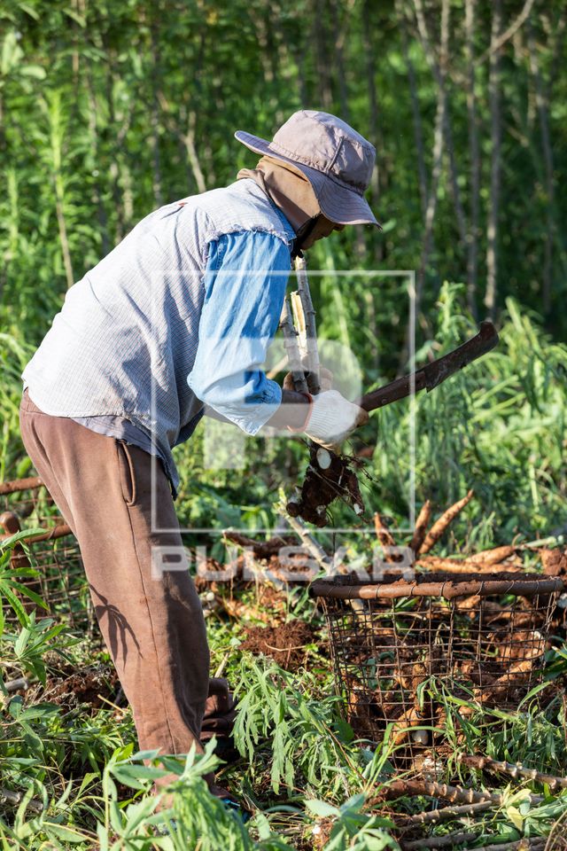 Trabalhador rural faz a desrama da mandioca com facão e deposita as raízes em balaio de arame