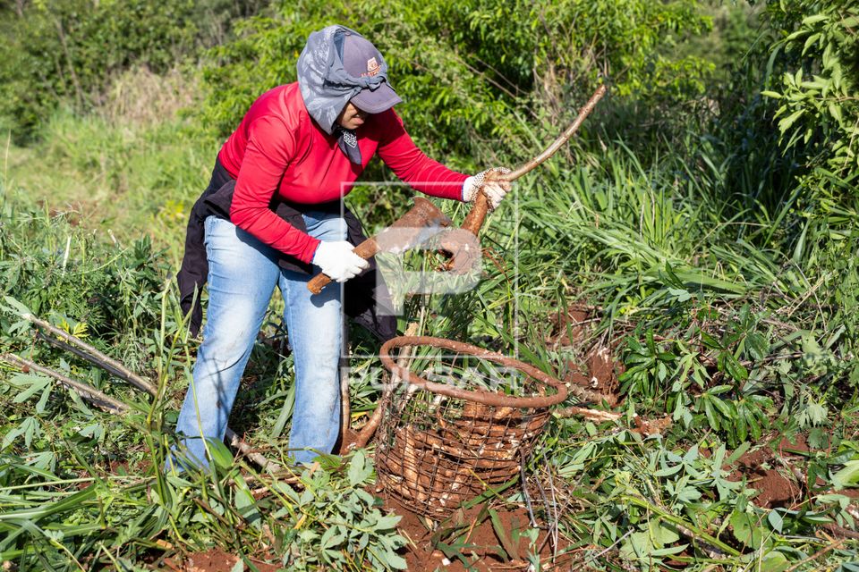 Trabalhadora rural faz a desrama da mandioca com facão e deposita as raízes em balaio de arame