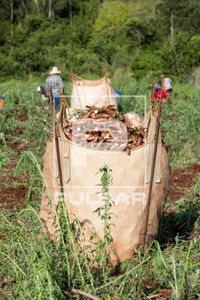 Colheita de mandioca - big bag com raízes de mandioca recém-colhidas