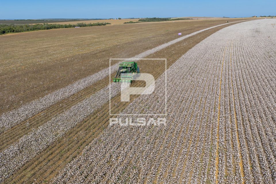 Vista de drone de colheitadeira de fuso que faz o enfardamento do algodão durante a colheita