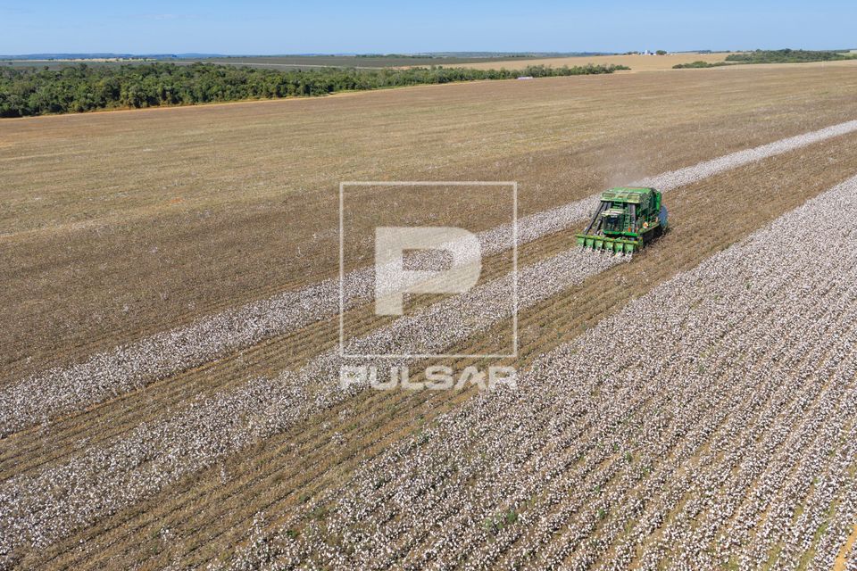 Vista de drone de colheitadeira de fuso que faz o enfardamento do algodão durante a colheita
