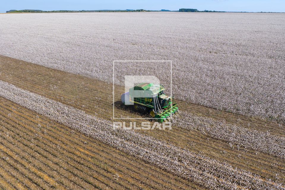Vista de drone de colheitadeira de fuso que faz o enfardamento do algodão durante a colheita