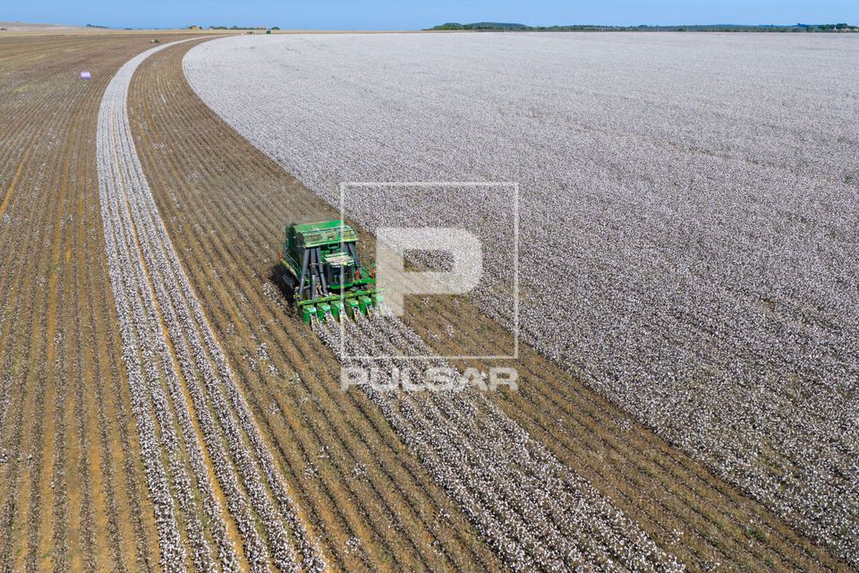 Vista de drone de colheitadeira de fuso que faz o enfardamento do algodão durante a colheita