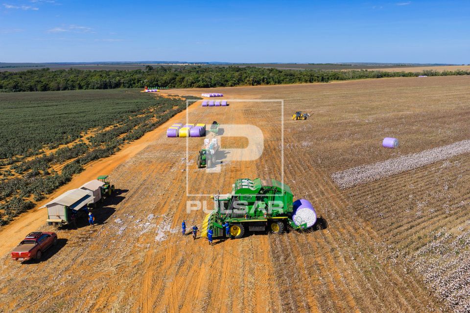 Vista de drone de colheitadeira de fuso que faz o enfardamento do algodão durante a colheita à esquerda trat