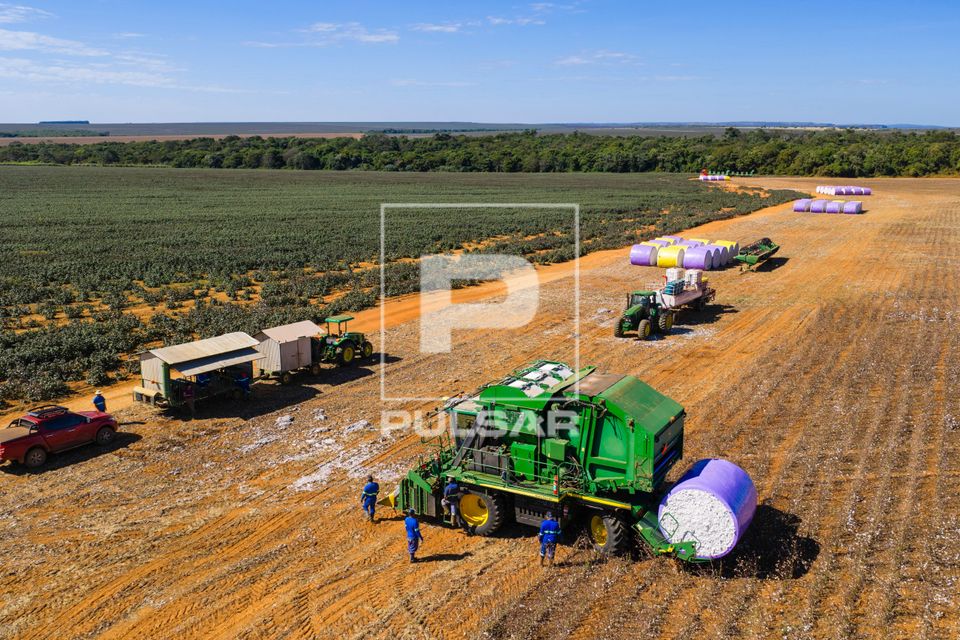 Vista de drone de colheitadeira de fuso que faz o enfardamento do algodão durante a colheita à esquerda trat
