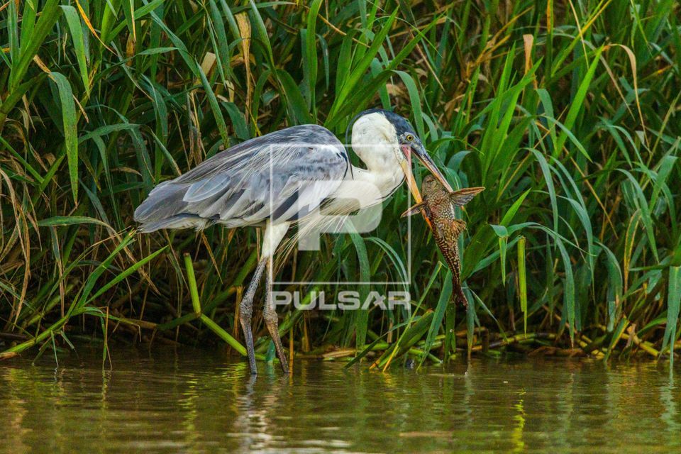 Garça-moura predando um peixe Cascudo na margem de rio