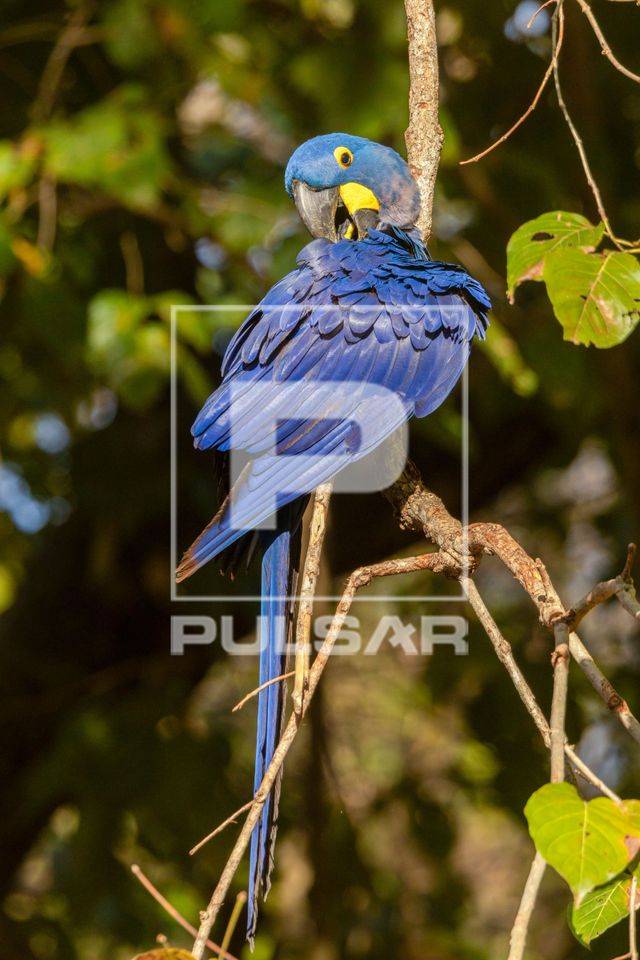 Arara-azul-grande - espécie ameaçada de extinção