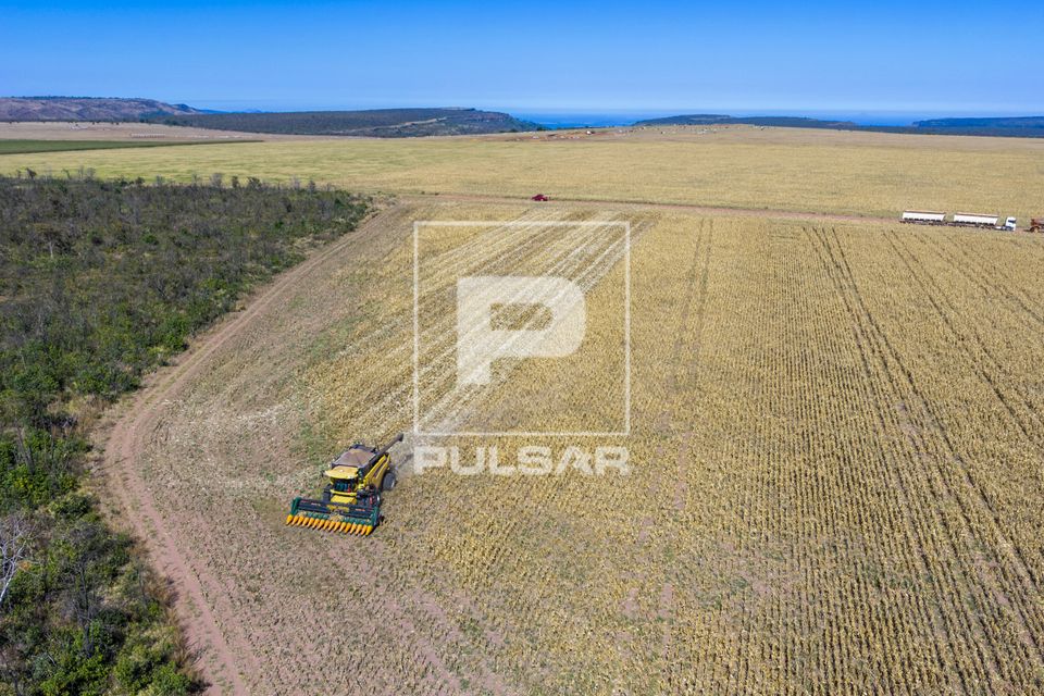 Vista de drone de colheita mecanizada de milho e ao fundo caminhão graneleiro com carroceria dupla - transpor