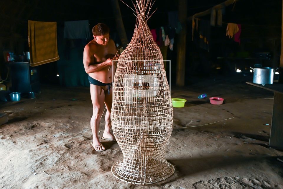 Indígena da etnia Wauja fazendo cesto armadilha covo de cipó para pegar peixe - Parque Indígena do Xingu