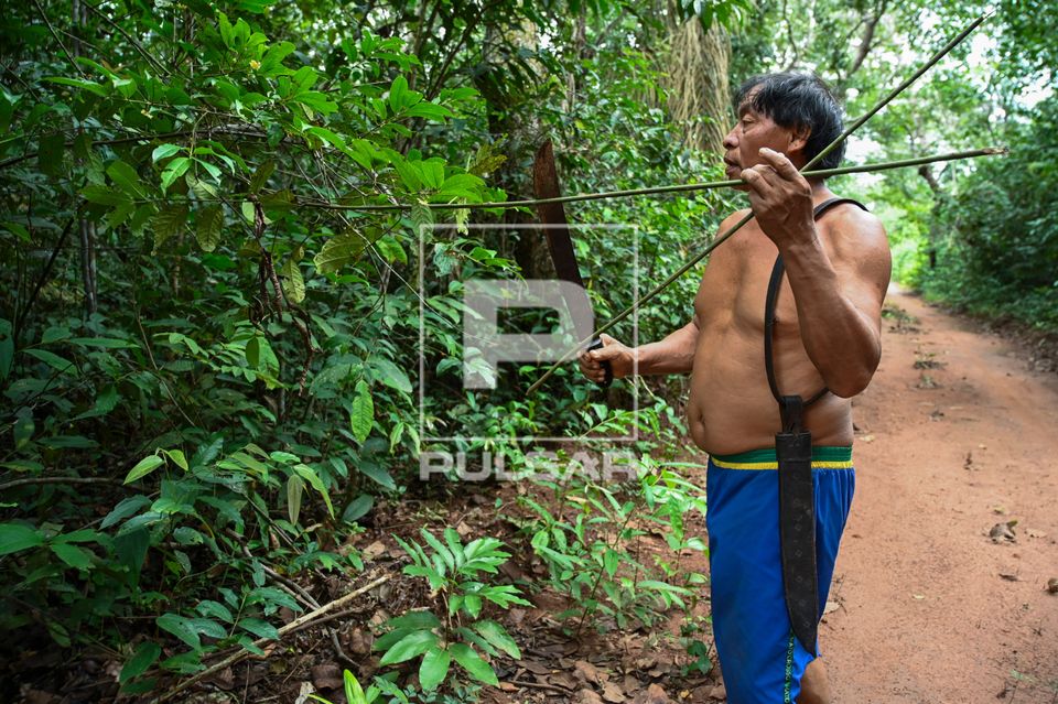 Indígena Wauja coletando vareta para produção de armadilha de peixes kuluto ou matapi - Parque Indígena do