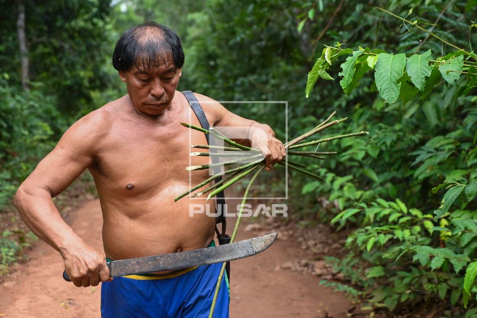Indígena Wauja coletando vareta para produção de armadilha de peixes kuluto ou matapi - Parque Indígena do