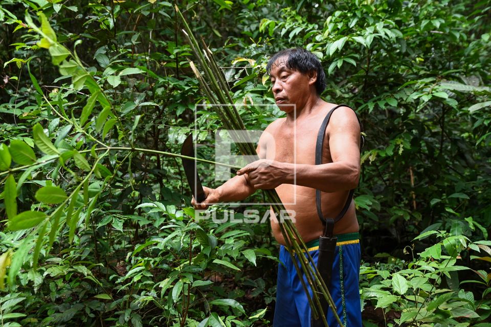 Indígena Wauja coletando vareta para produção de armadilha de peixes kuluto ou matapi - Parque Indígena do