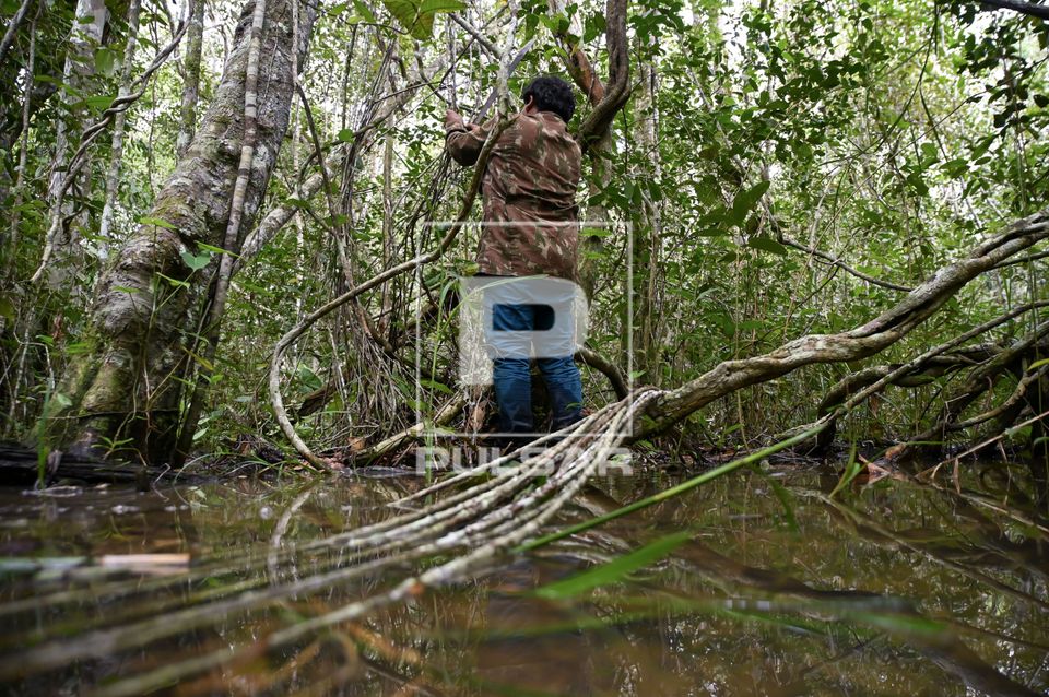 Indígena Wauja coletando vareta embira para produção de armadilha de peixes covo ou matapi - Parque Indíge