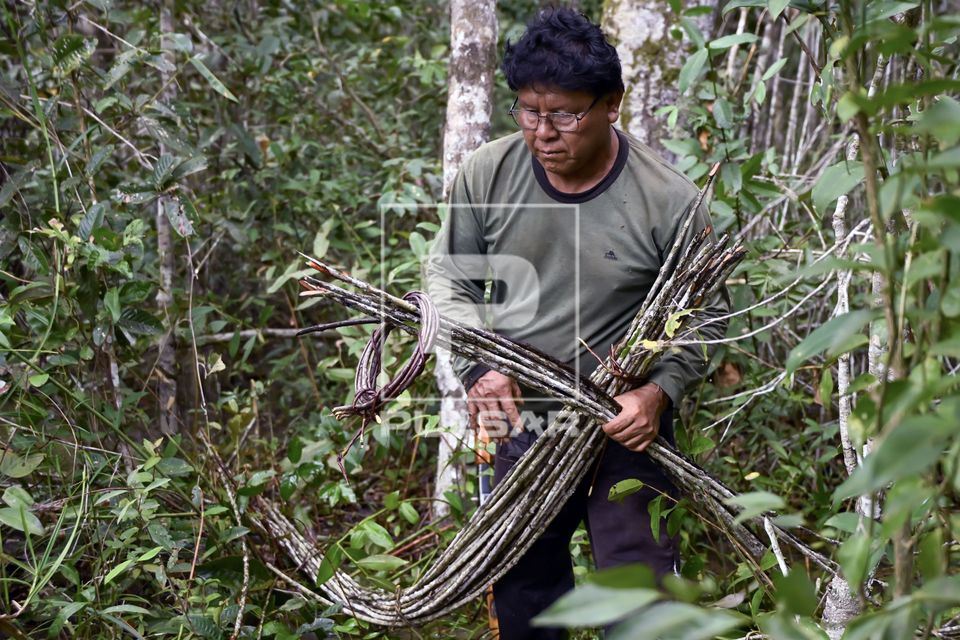 Indígena Wauja coletando vareta de embira para produção de armadilha de peixes covo ou matapi - Parque Ind�