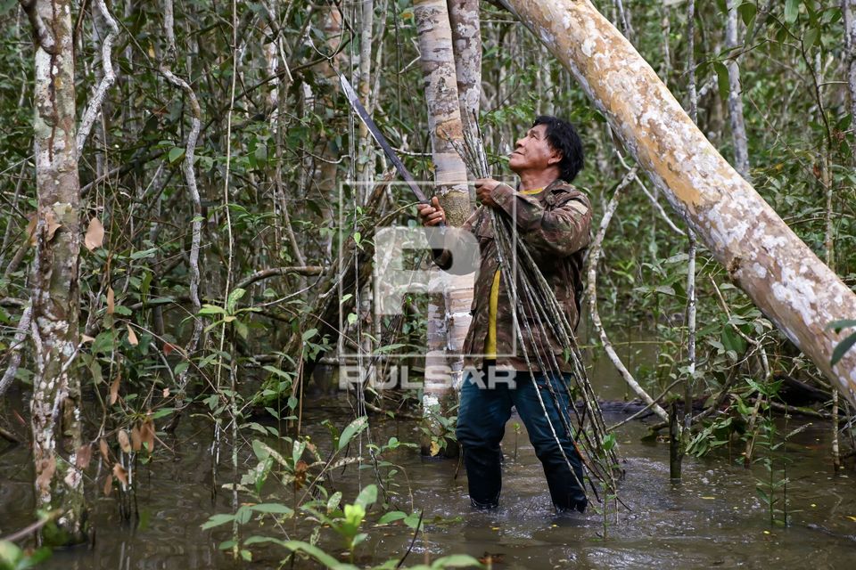 Indígena Wauja coletando vareta empira para produção de armadilha de peixes covo ou matapi - Parque Indíge