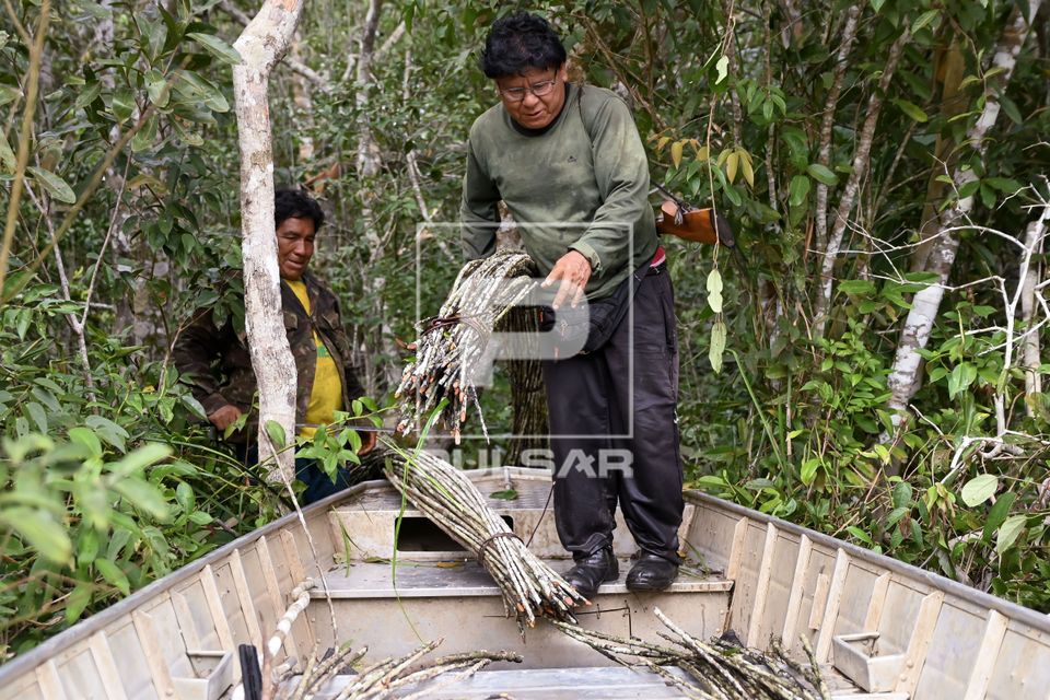 Indígena Wauja coletando vareta embira para produção de armadilha de peixes covo ou matapi - Parque Indíge