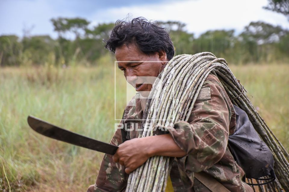 Indígena Wauja carregando feixe de vareta de embira para produção de armadilha de peixes covo ou matapi - P