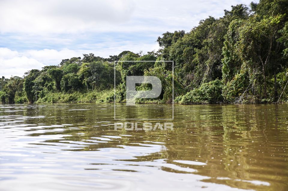 Mata ciliar na margem do Rio Tuatuari  - Parque Indígena do Xingu