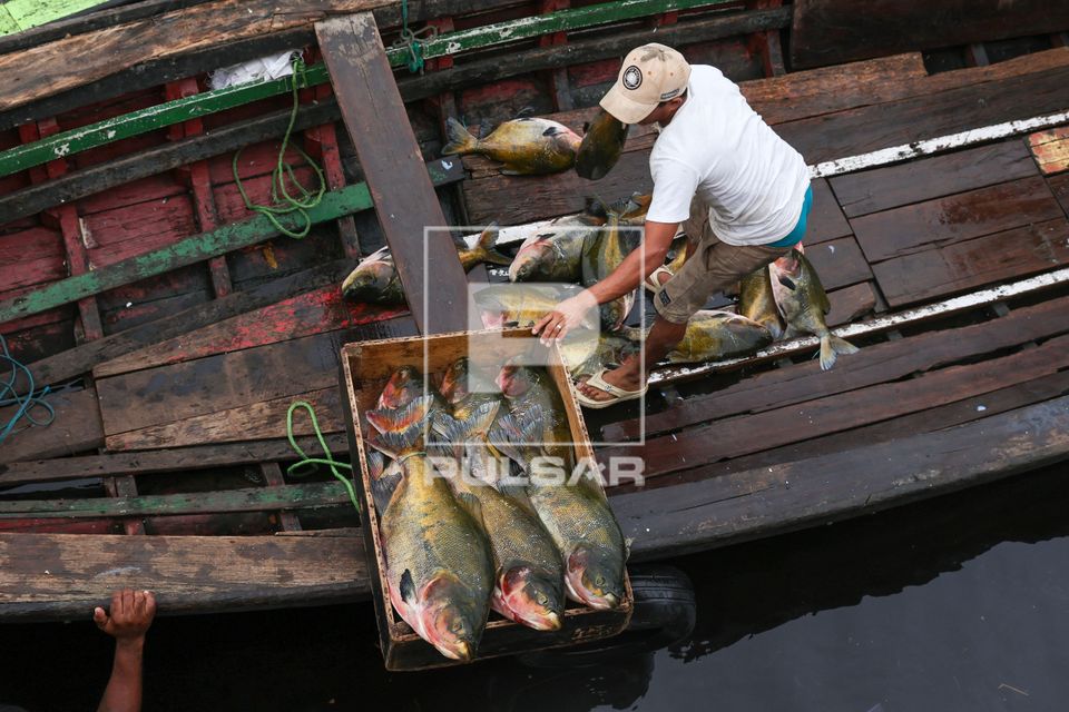 Trabalhador desembarcando peixes tambaquis no Porto de Manaus