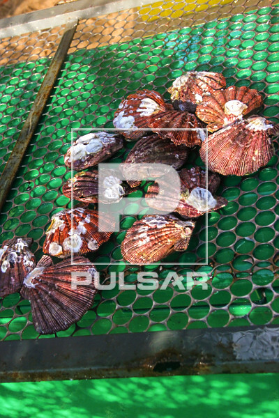 Vieiras expostas para comercialização - Pouso da Cajaíba - 