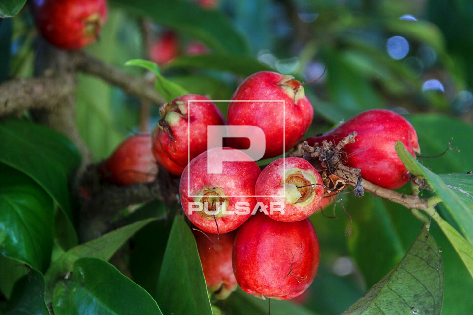 Detalhe dos frutos de jambeiro - denominado jambo , jambo-da-índia , jambo-moreno , jambo-rosa ou jambo-verda