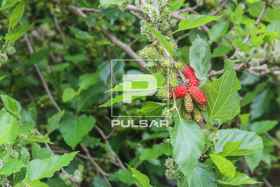 Detalhe de frutos da amoreira denominados amora , amora-preta , amora-miúra ou amora-da-horta - 