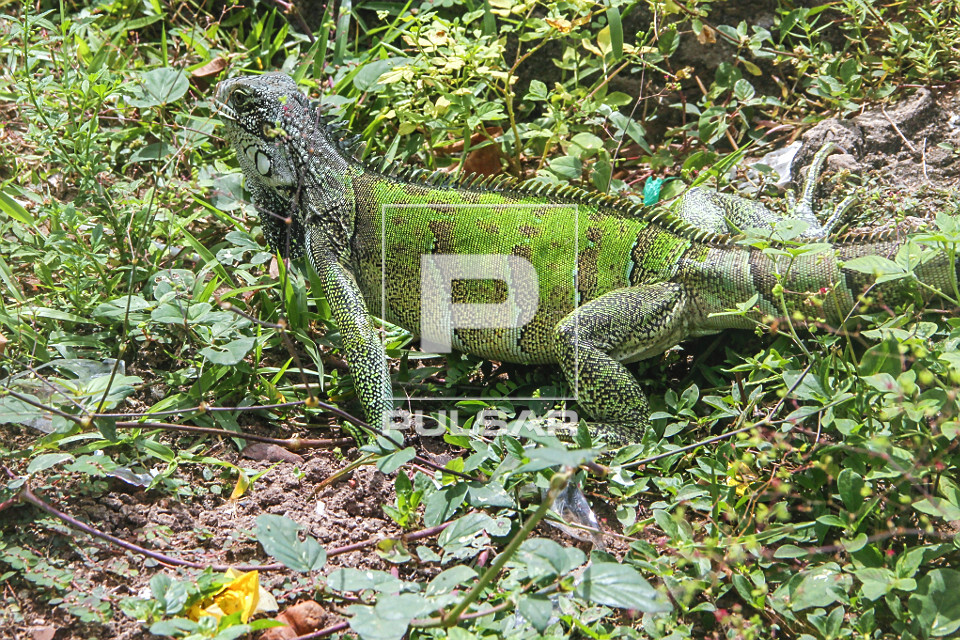 Iguana comendo plantas - Alter do Chão - 