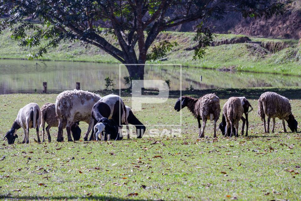 Rebanho de carneiros pastando em gramado de sitio