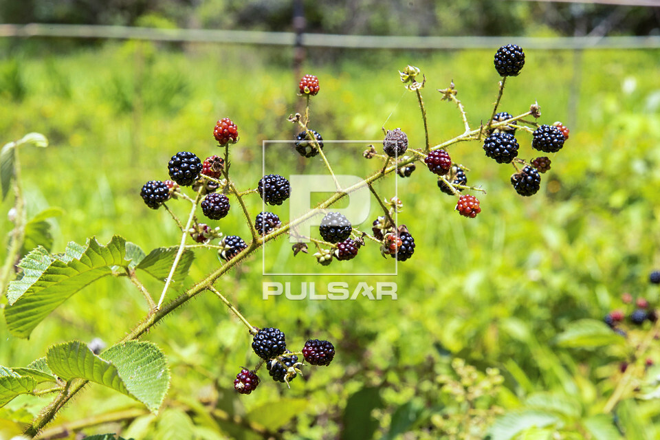 Frutos de framboesa - 