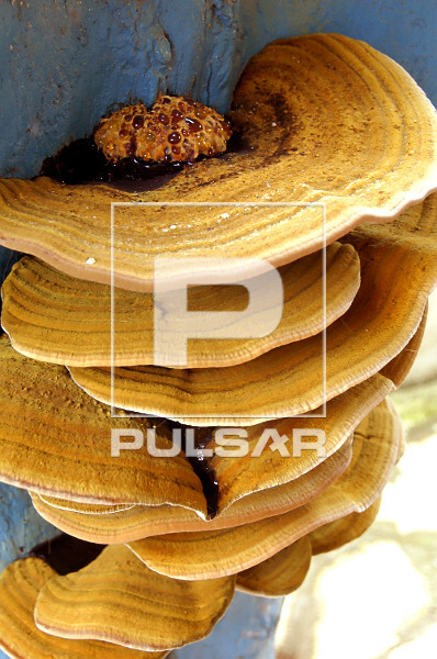 Fungo