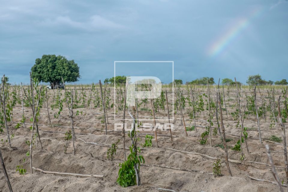 Plantação de inhame na Aldeia Três Rios da etnia Potiguar 