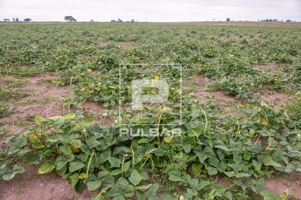 Plantação de feijão verde na Aldeia Três Rios da etnia Potiguar 