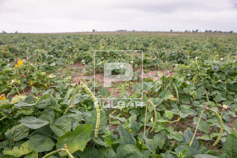 Plantação de feijão verde na Aldeia Três Rios da etnia Potiguar 
