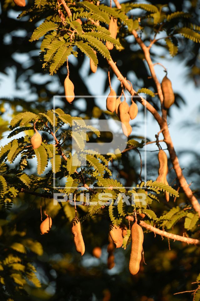 Tamarindeiro com frutos - Tamarindus sp - espécie exótica