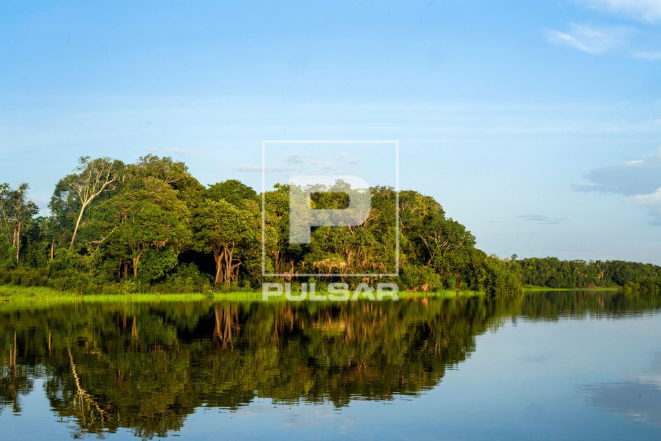 Floresta amazônica na margem do Braço do Paraná do Mira