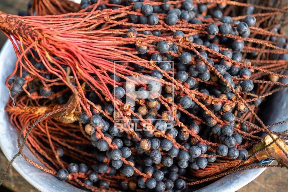 Cacho com frutos da palmeira bacaba também denominada bacaba-açu