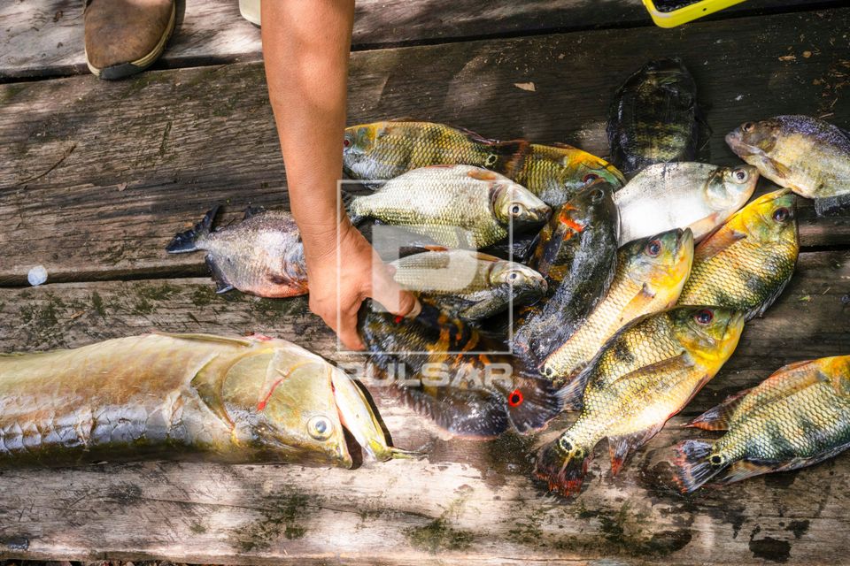 Peixes frescos pescados no Paraná do Mira