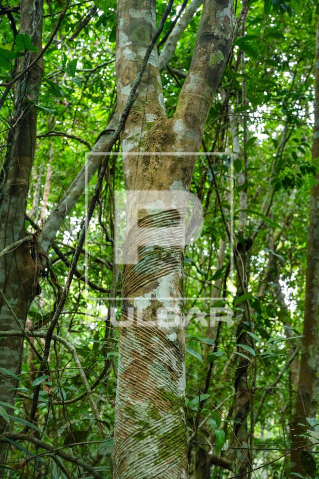 tronco de seringueira com os cortes inclinados para extração do látex na FLONA Floresta Nacional do Tapajó