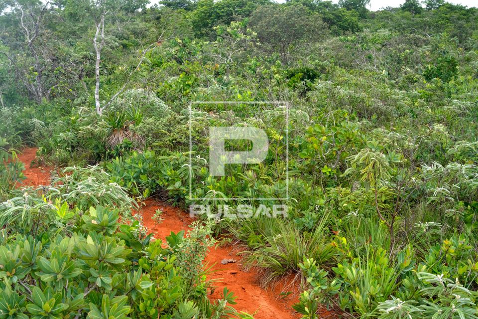Vegetação de cerrado no Parque Nacional da Chapada dos Guimarães 