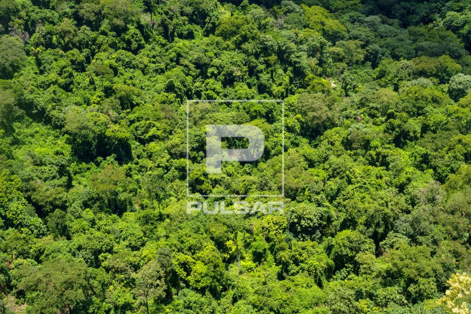 Vegetação de cerrado no Parque Nacional da Chapada dos Guimarães 