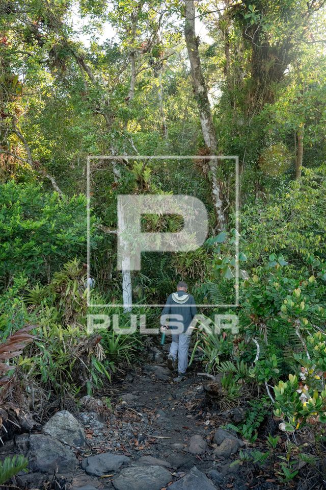 Turista em trilha da RPPN Reserva Ecológica do Sebuí ou RPPN Reserva Particular do Patrimônio Natural Sebu�