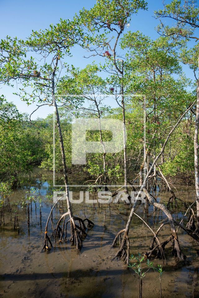 Manguezal da RPPN Reserva Ecológica do Sebuí ou RPPN Reserva Particular do Patrimônio Natural Sebuí