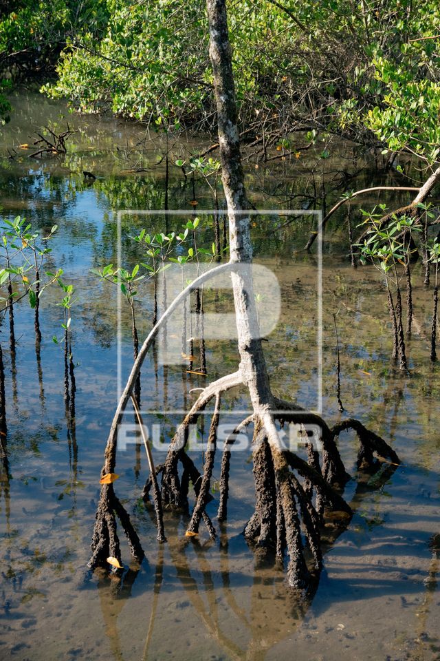 Manguezal da RPPN Reserva Ecológica do Sebuí ou RPPN Reserva Particular do Patrimônio Natural Sebuí