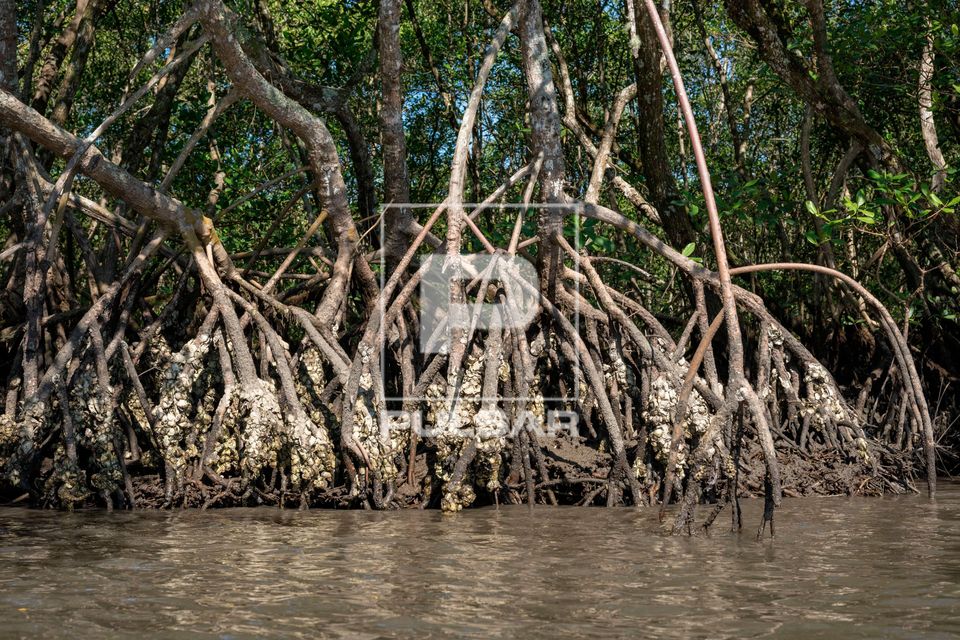 Ostras fixadas nas raízes do mangue