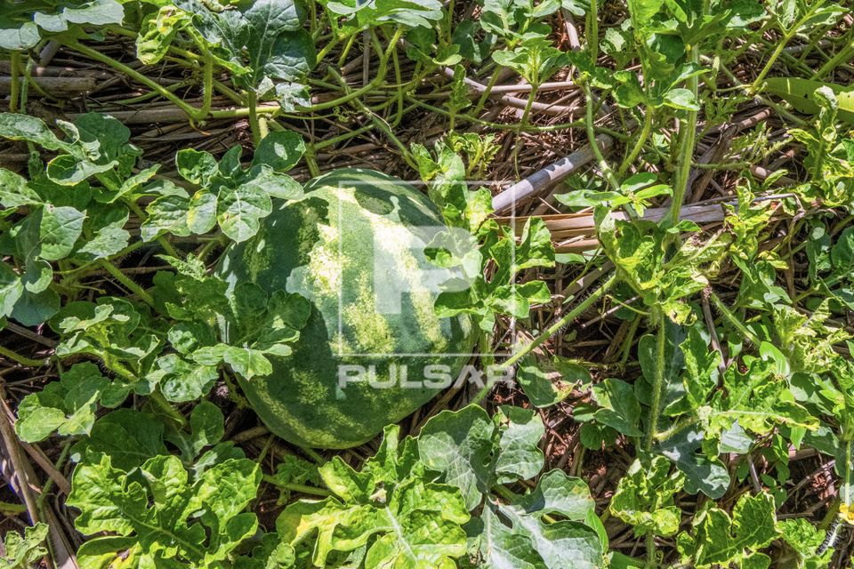 Melancieira com fruto