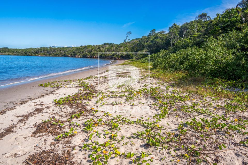 Praia fluvial com vegetação de jundu na foz do Rio Itaguaré com ondas devido a maré cheia no Parque Estadu
