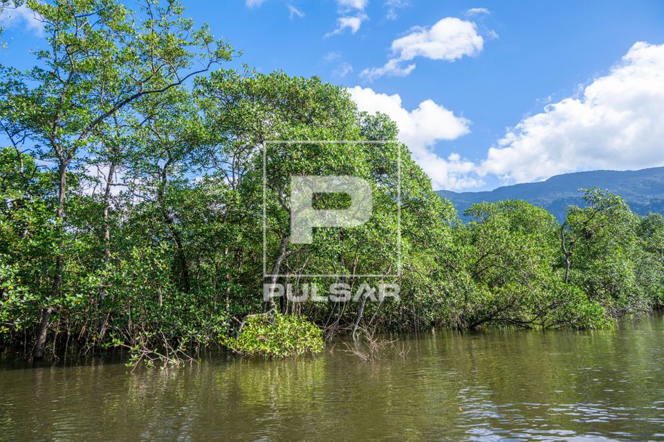 Manguezal no Rio Itapanhaú na foz do Rio Jaguareguava - Parque Estadual da Restinga de Bertioga.