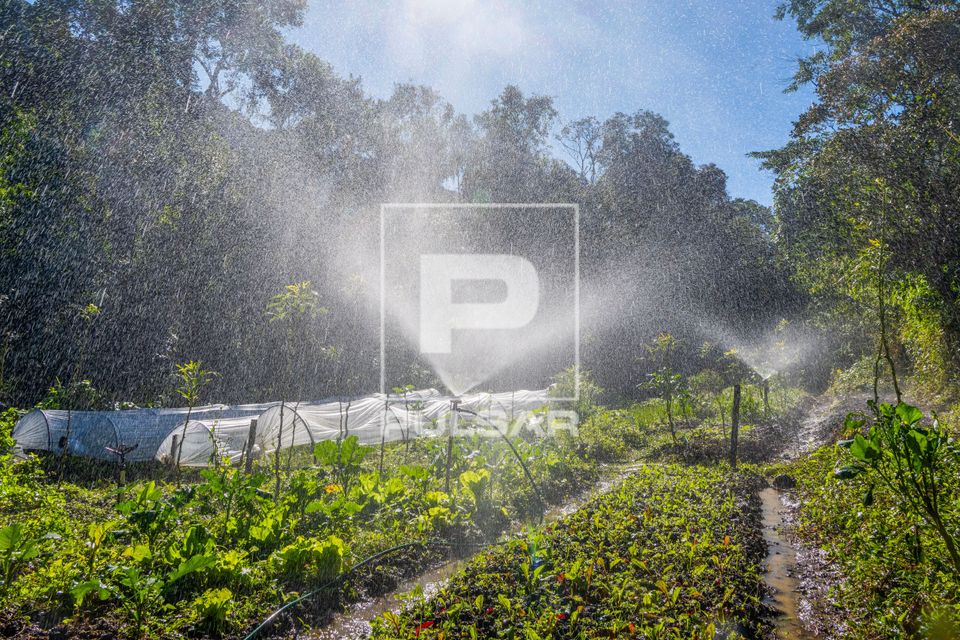 Horta orgânica com a irrigação por aspersão